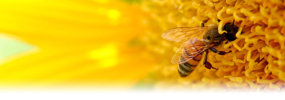 bee flower